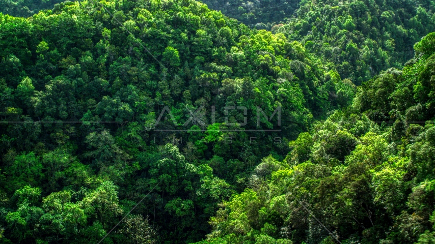 A view of the lush jungle and mountains in the Karst Forest, Puerto Rico Aerial Stock Photo AX101_055.0000000F | Axiom Images